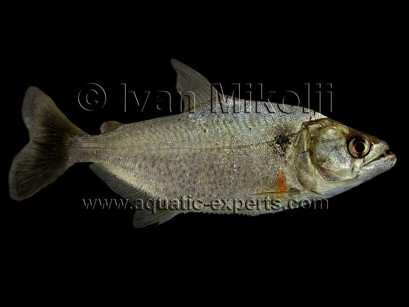 peces de agua dulce de venezuela